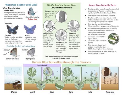 Pdf Life Cycle Of The Karner Blue Karner Blue Butterfly Facts