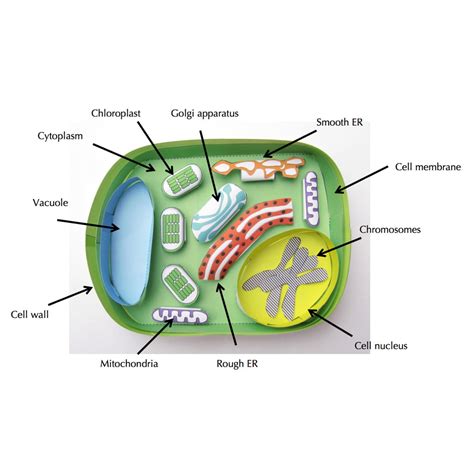 Labeled Plant Cell Structure Part
