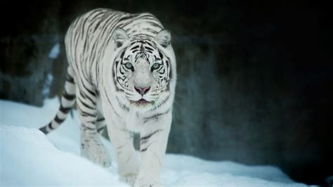 3840x2160 White Tiger In Snow 4k Hd 4k Wallpapers Images Backgrounds