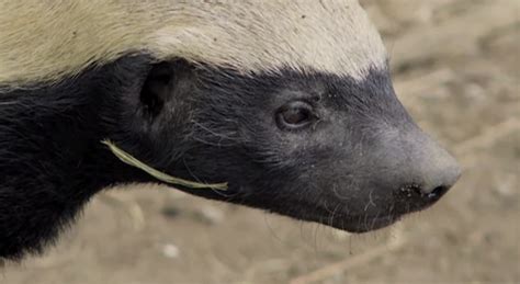 Science Finally Explains Why The Honey Badger Is Nature S Badass Business Insider