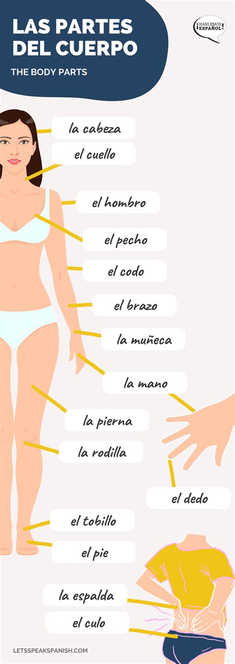 Partes Del Cuerpo En Español Infografías Vídeos Juegos