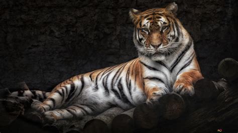 Royal Bengal Tiger Hd Wallpaper