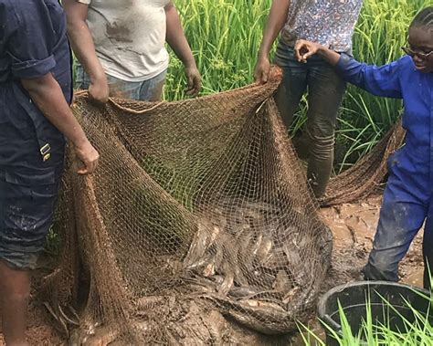 Integrated Rice Fish Farming Localization Through Farm Diversification