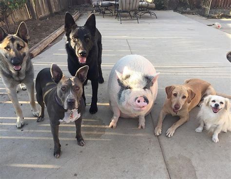 Check spelling or type a new query. Meet Chowder - The Smiling Rescue Pig Who Thinks He's A Dog