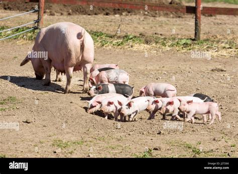 Cute Mother And Baby Cute Sow And Piglet Hi Res Stock Photography And