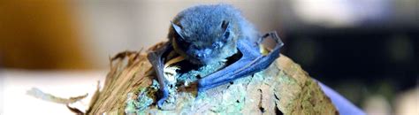 Eine fledermaus passt ihren ruf (innerhalb ihrer arttypischen möglichkeiten und grundstruktur) ständig an die situation an. 25 Best Images Fledermaus Haus Vertreiben - So Konnen Sie ...