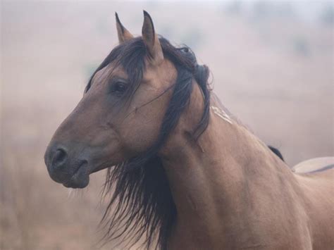 Our email address king leo chex bar aqha/nfqha buckskin stallion at stud. Good Looking Dun Buckskin Mustang. | Wild Horses | Pinterest