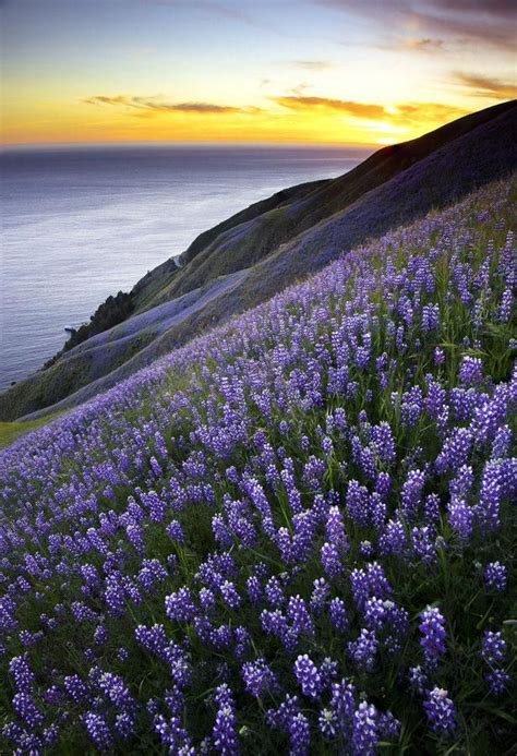 Fields Of Purple Lupines On The Mountain Sides Of Big Sur In California