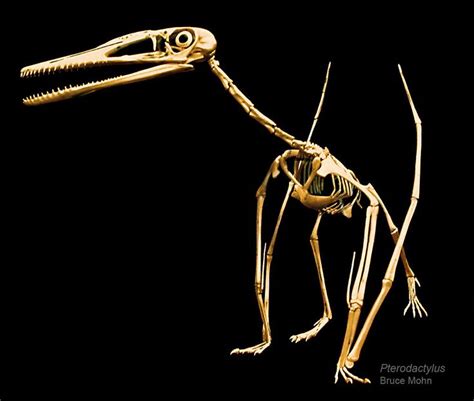 Similiar Pterosaur Skeleton Keywords Prehistoric Animals Extinct
