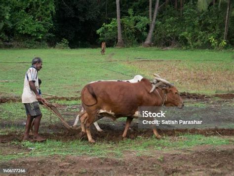 Manusia Membajak Ladang Dengan Dua Lembu Jantan Foto Stok Unduh Gambar Sekarang Alam Bajak