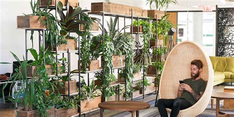 Office Plants Greenery Nyc A Biophilic Design Company
