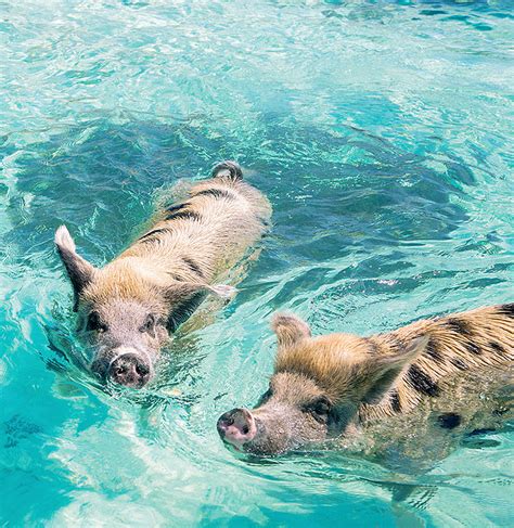 Exuma Bahamas Swimming With Pigs Experiences Bahamas Official Site