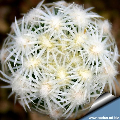 Pediocactus Bradyi Sb470 Cocomino Co Arizona Usa