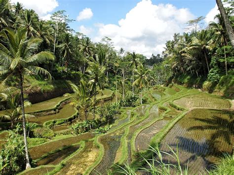 Terrazas De Arroz Y Cocoteros Arroz Campo De Arroz Naturaleza Ubud