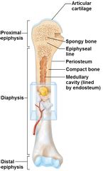 Label the structures of a long bone medullary epiphyseal cavity line spongy articular bone cartilage periosteum compact bone endosteum. Chapter 6a - Bones and Skeletal Tissue Flashcards | Quizlet