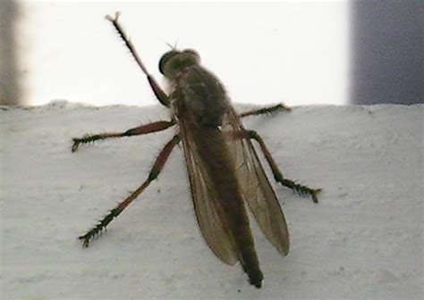 Robber Fly From Australia Whats That Bug