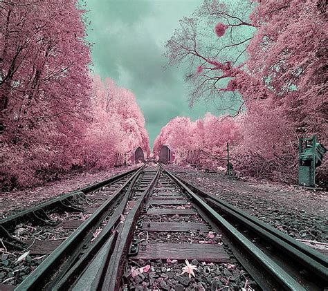 Pink Path Forest Railroad Trees Pink Hd Wallpaper Peakpx