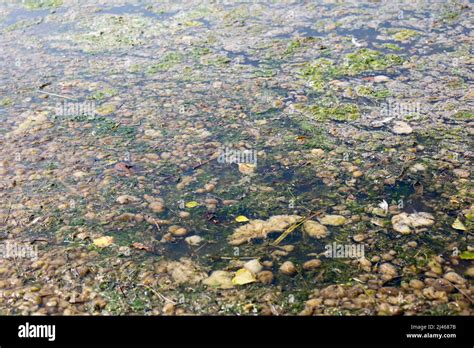 The Shallow And Blooming Lake Is Littered With Household Garbage