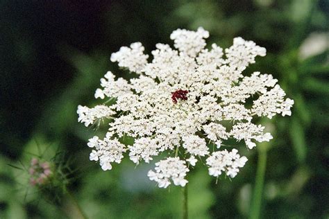 Pin By Stillroom Adventures On Flower Farm Queen Annes Lace Queen