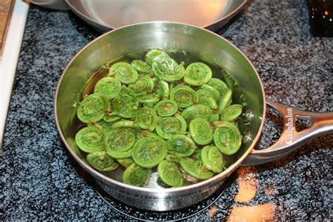 Fiddlehead Ferns Recipe With Bacon Onions And Garlic John Sifferman