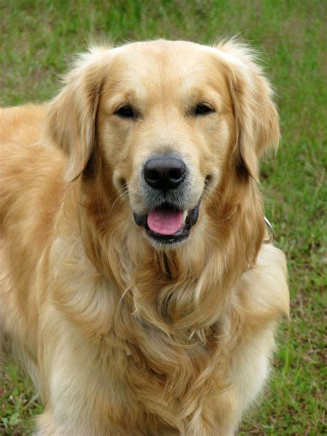 Dogtime Com Dog Breeds Golden Retriever Dog Bread