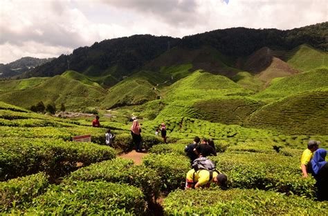 Nearby attractions include robinson waterfall, the butterfly farm and garden and boh tea plantation. Kurs na Cameron Highlands czyli herbata w Malezji