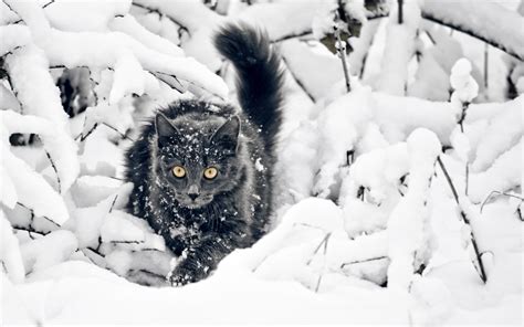 Wallpaper Cat Snow Freezing Weather Season Blizzard 2560x1600