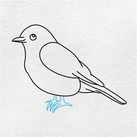 Bluebird Drawing Allen Toonow