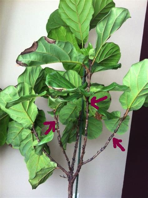 Pruning Ficus Lyrata Fiddle Leaf Fig House Plants Forum Gardenweb