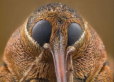 A Portrait Of A Weevil Possibly Curculio Nucum Or Curculio Glandium