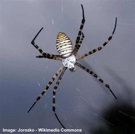 Common Garden Spiders And How To Identify Them Pictures 2022