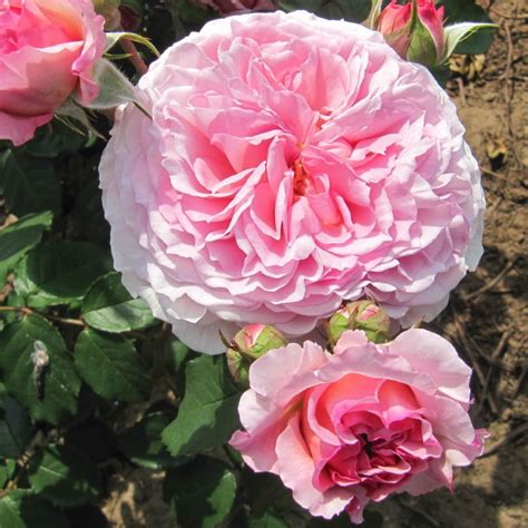 James Galway Rose Pink Climbing Rose The Fragrant Rose Company