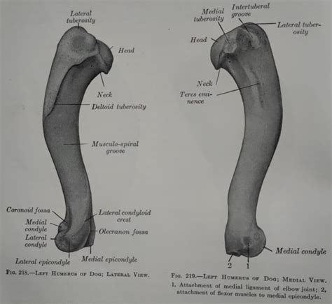 Humerus Gross Anatomy Anjani Mishra