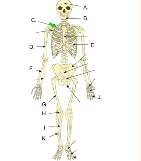 General Science Module 11 Bones Fibula Cranium Mandible Sternum