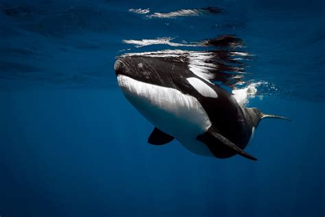 Download Sea Life Underwater Animal Orca Hd Wallpaper