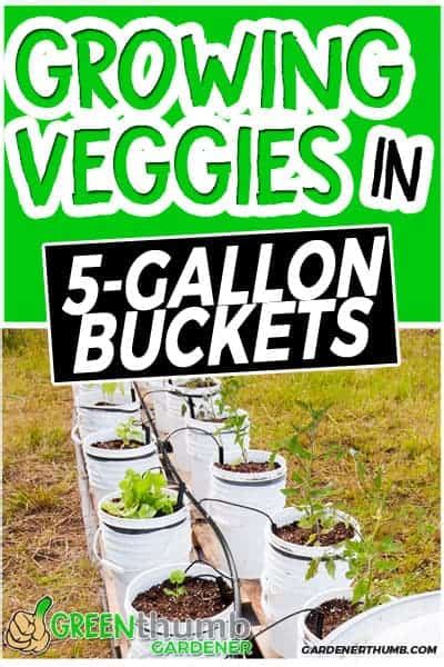 5 Gallon Bucket Garden Money Savings Green Thumb Gardener