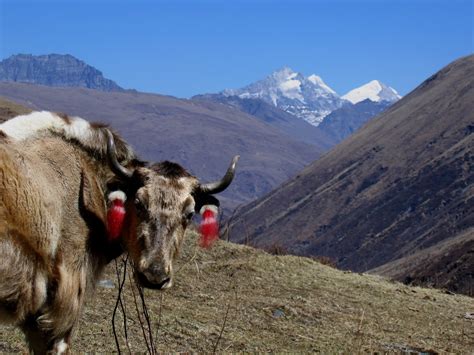 Wildlife In The Himalayas You Might See Inside Himalayas