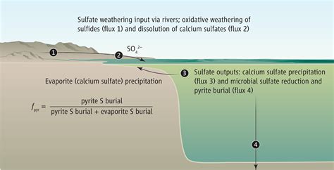 The Marine Sulfur Cycle Revisited Science