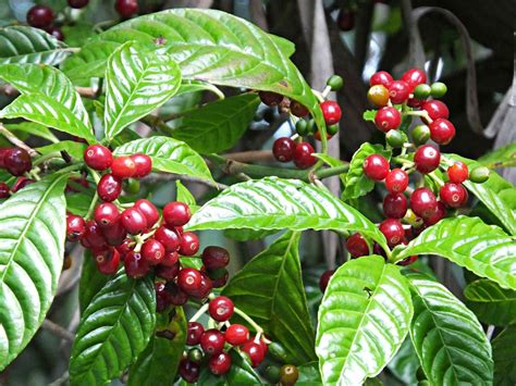 Tips For Growing Coffee Plant Indoors Coffee Plant Coffee Bean Tree