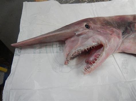 Incredible Pictures Emerge Of Extremely Rare Goblin Shark Also Known