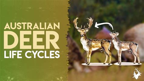 Australian Deer Life Cycles Sambar Red Rusa Chital And Hog Deer