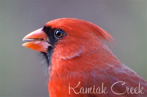Bird In Everything Cardinal Birds In Texas