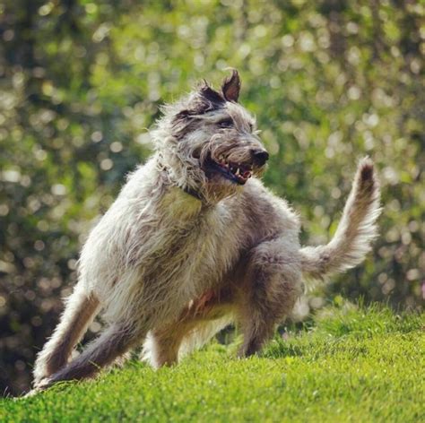 14 Informative And Interesting Facts About Irish Wolfhounds Pet Reader