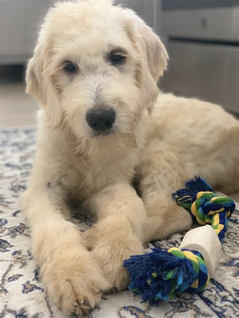 Meet Ollie The English Cream Goldendoodle Goldendoodles