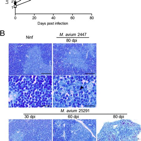 Thymus Atrophy Depends On Ifn G Production Ifn G Dependent Macrophage