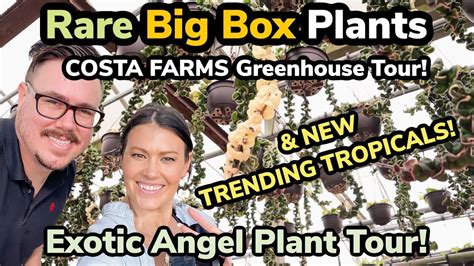 Here It Is Rare Big Box Plants Costa Farms Greenhouse Tour Exotic Angel Plant Collection