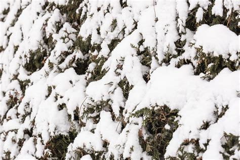 Free Yard Hedges With Snow Photo — High Res Pictures