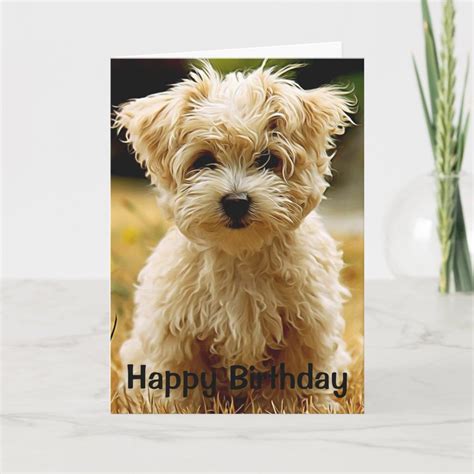 Maltese Puppy Happy Birthday Greeting Card Birthday