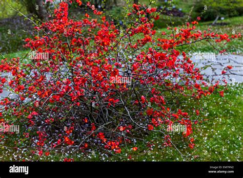 Flowering Japanese Quince Chaenomeles Japonica Blossom On A Shrub In