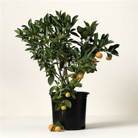 Grow Anywhere Calamondin Tree Citrus Trees Uncommon Goods